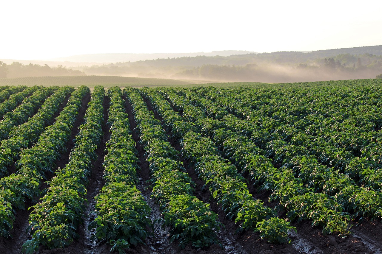 How Does Agriculture Contribute to Atmospheric Pollution?